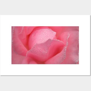 Raindrops Dew on Pink Rose Flower Macro Posters and Art